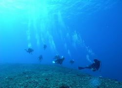 グアム・ハップスリーフ