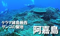 サンゴ礁の楽園阿嘉島
