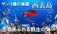 西表島