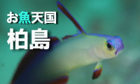 高知の最先端　柏島