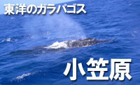 東陽のガラパゴス　小笠原