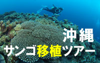 海とサンゴの小さな奇跡に協力しよう沖縄 サンゴ移植ツアー