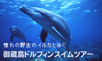 御蔵島ドルフィンスイムツアー