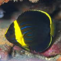 キンチャクダイ幼魚