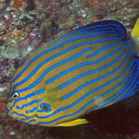 キンチャクダイ成魚