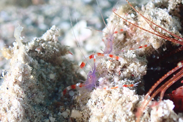 バイオレットボクサーシュリンプ