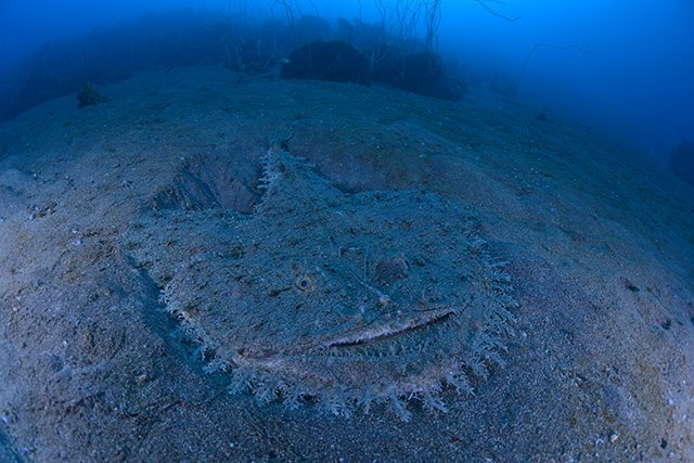 冬に出会える深海魚のキアンコウ