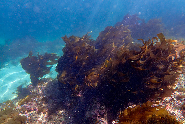 海藻の群生