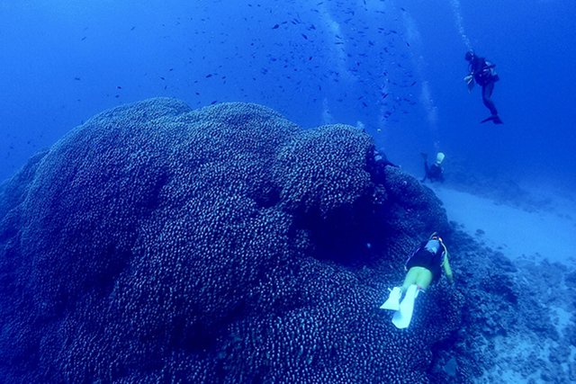 国内最大級のコモンシコロサンゴ「大仏サンゴ」
