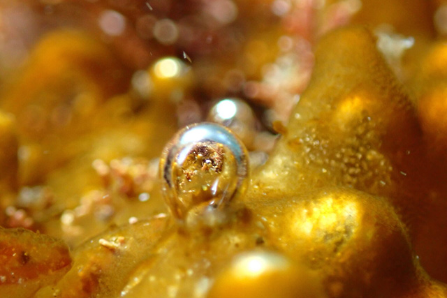 海藻の酸素玉