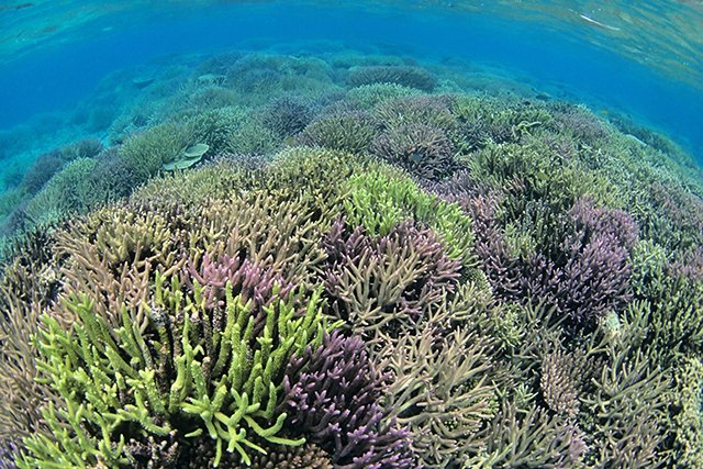 黒島の元気なサンゴ