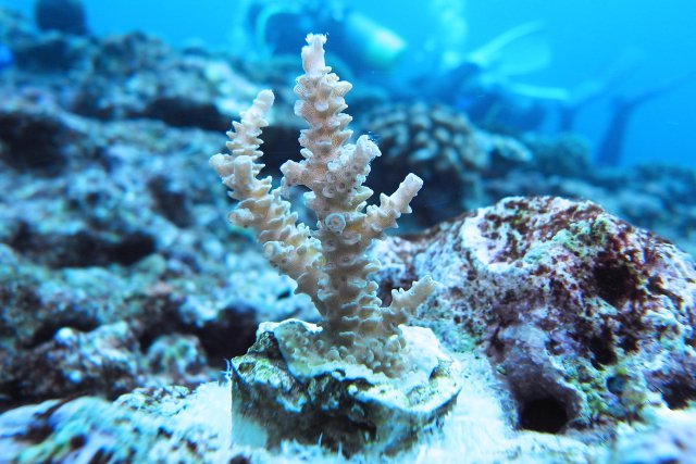 沖縄本島 サンゴ移植