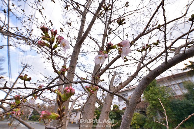 伊豆店前の桜のつぼみ