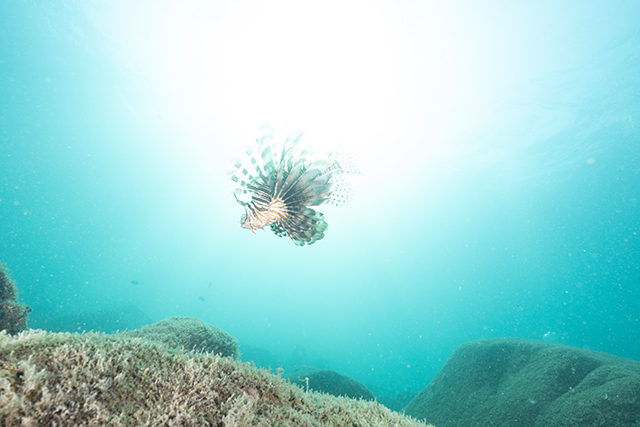 「ワイド」部門