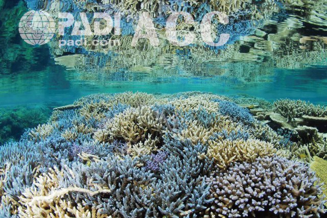 PADIサンゴ礁セミナー