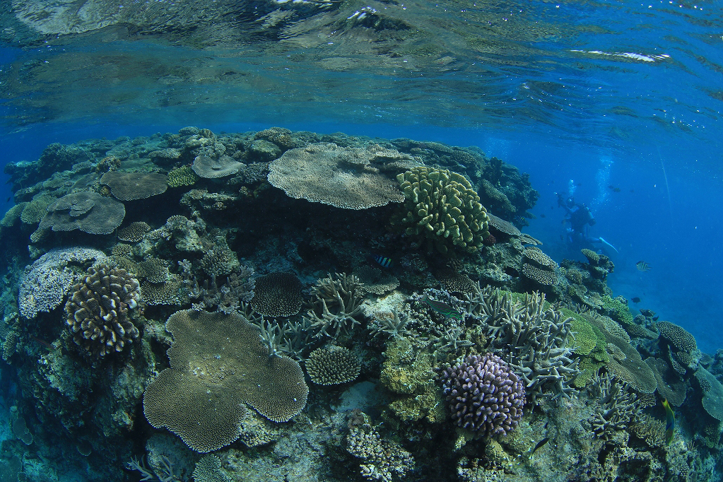 10月26日～28日　沖縄・サンゴ移植ツアー