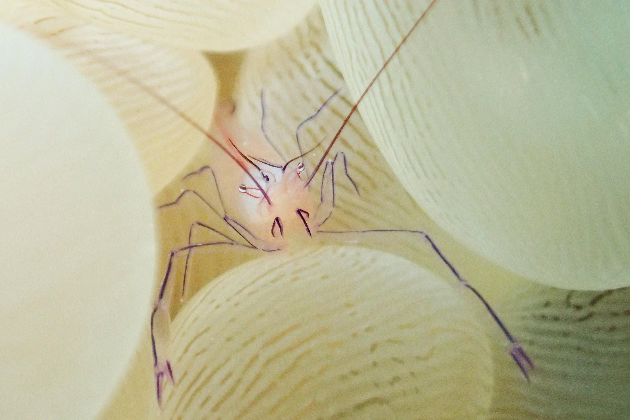 バブルコーラルシュリンプ パパラギダイビングスクールでダイビングライセンス取得