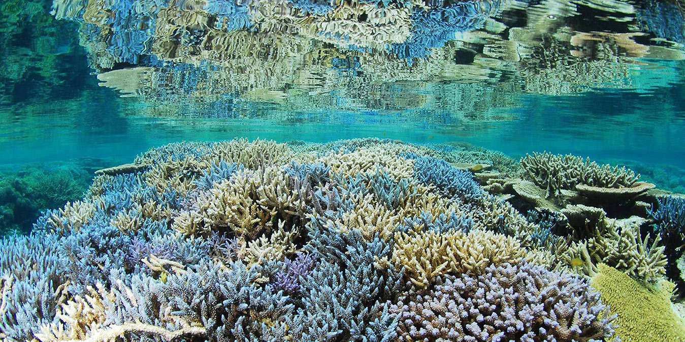 PADIサンゴ礁セミナー