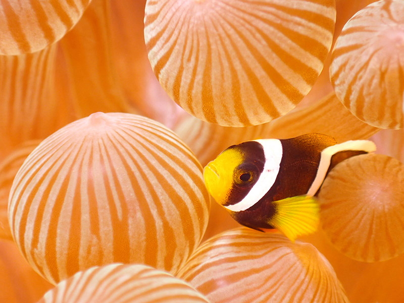 Padiナチュラリスト スペシャルティー パパラギダイビングスクールでダイビングライセンス取得