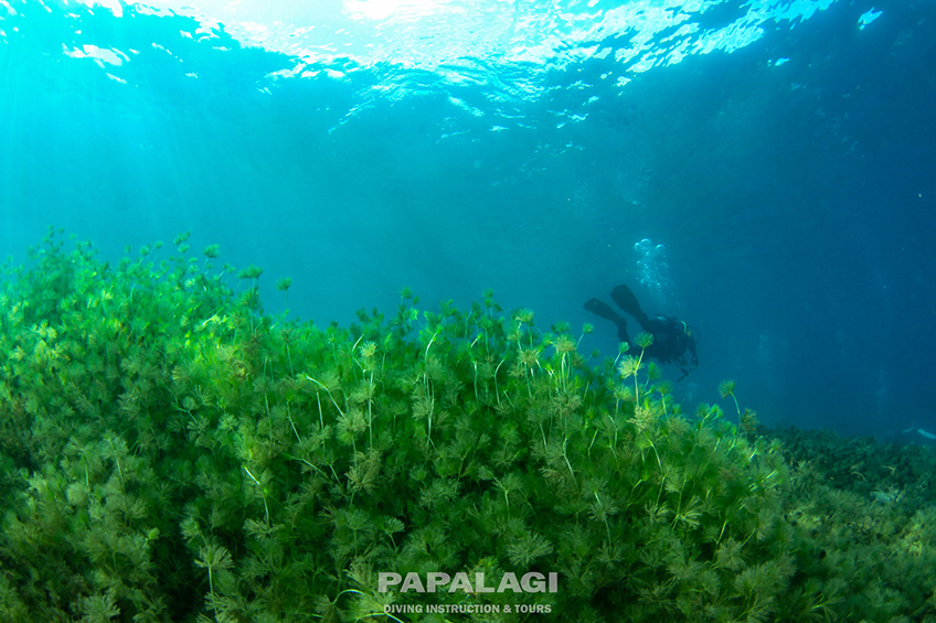 北海道 積丹　夏