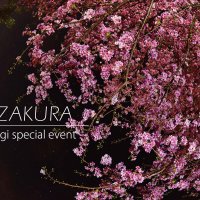 パパラギ 夜桜イベント