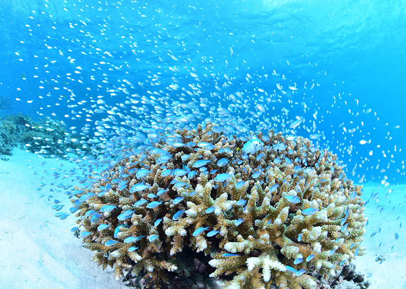 沖縄の珊瑚と熱帯魚