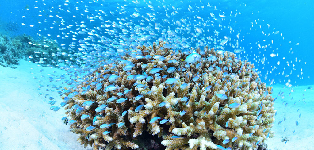 沖縄の珊瑚と熱帯魚