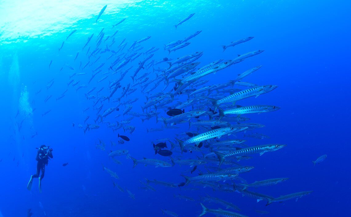 パラオ バラクーダ