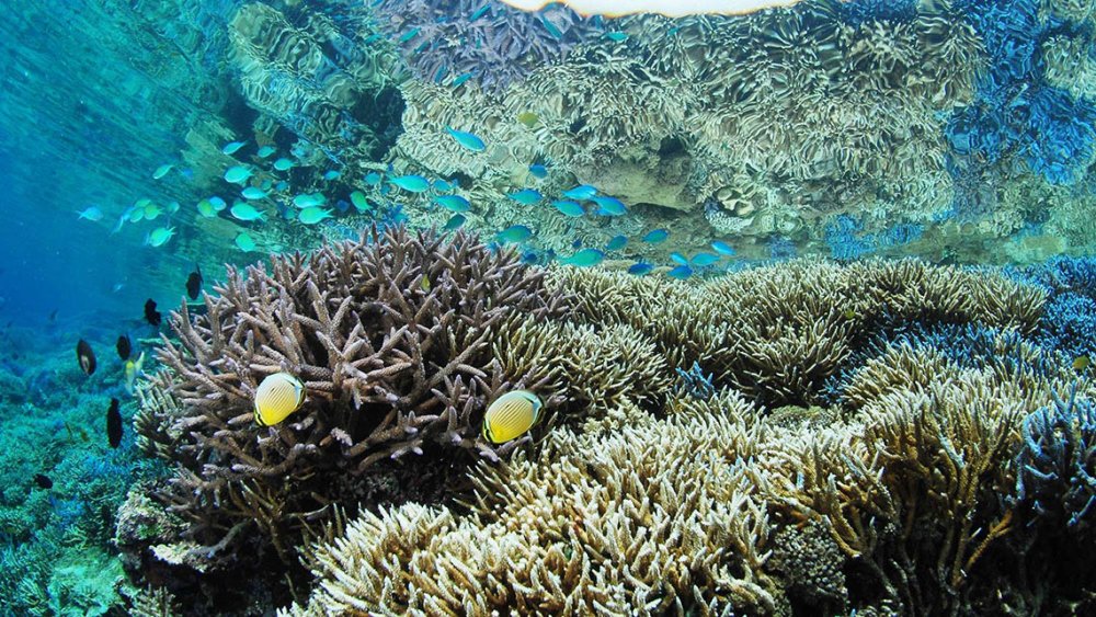 珊瑚礁と熱帯魚
