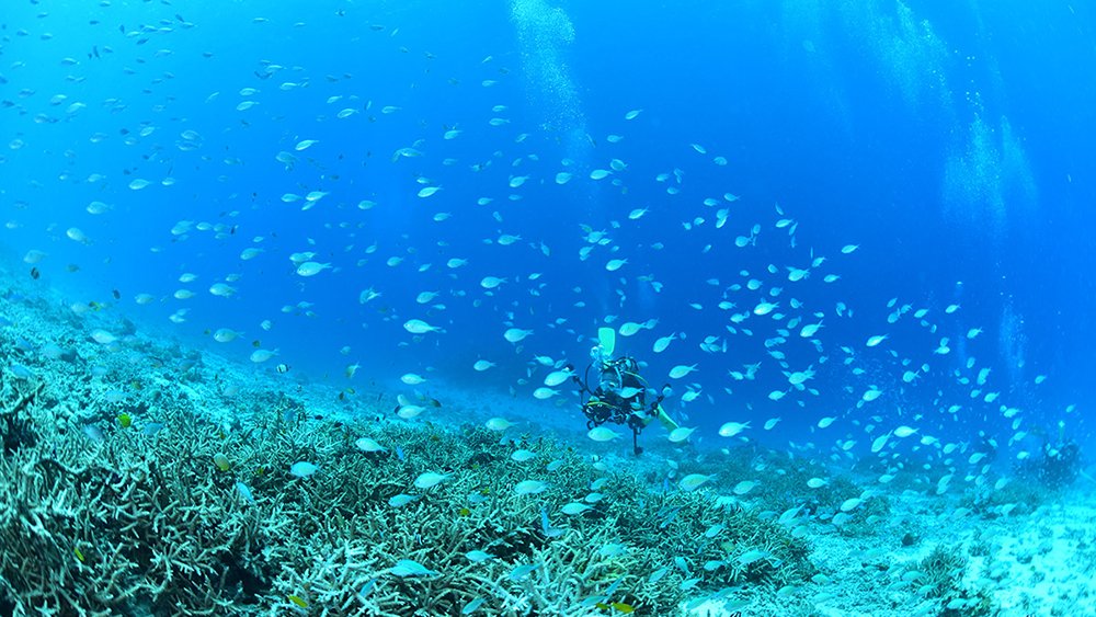 ダイビングライセンスを取ると出来る様になること