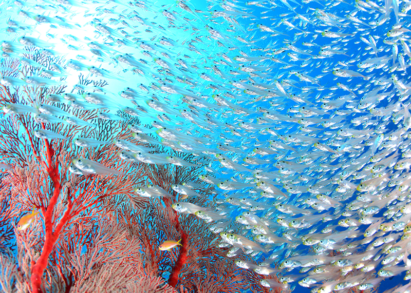 どこでダイビングライセンスを取得しても同じなの？