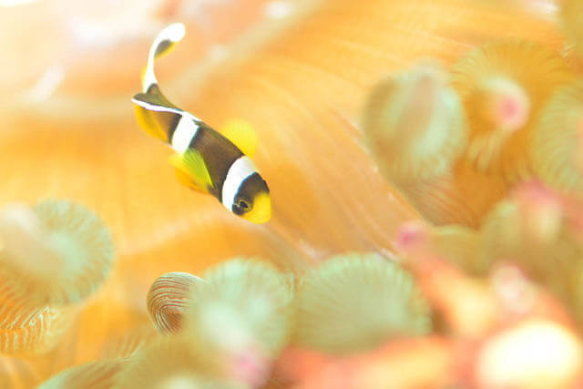 あふれる水中生物の世界！