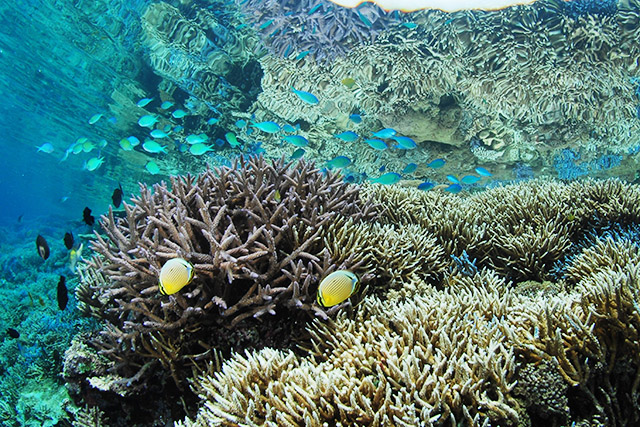 珊瑚礁と熱帯魚