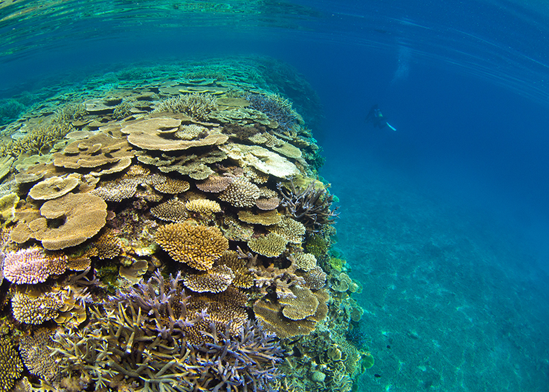 日本に沖縄の海があるありがたさ