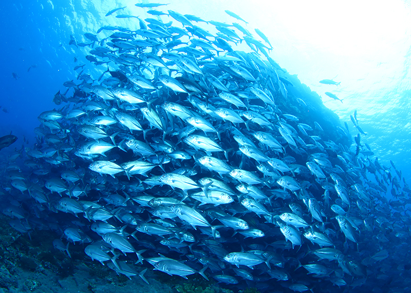 沖縄の海は完全にすごい