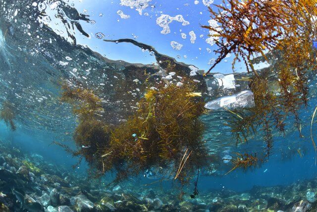海洋プラスチックごみ問題