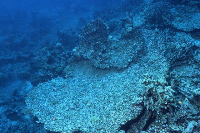 サンゴ礁