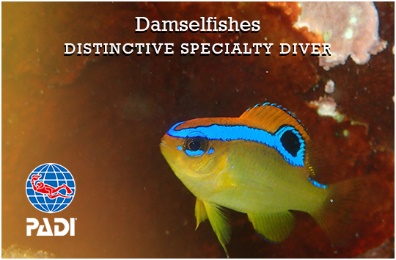 オリジナルデザインCカード