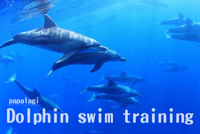 ドルフィンスイムトレーニングコース