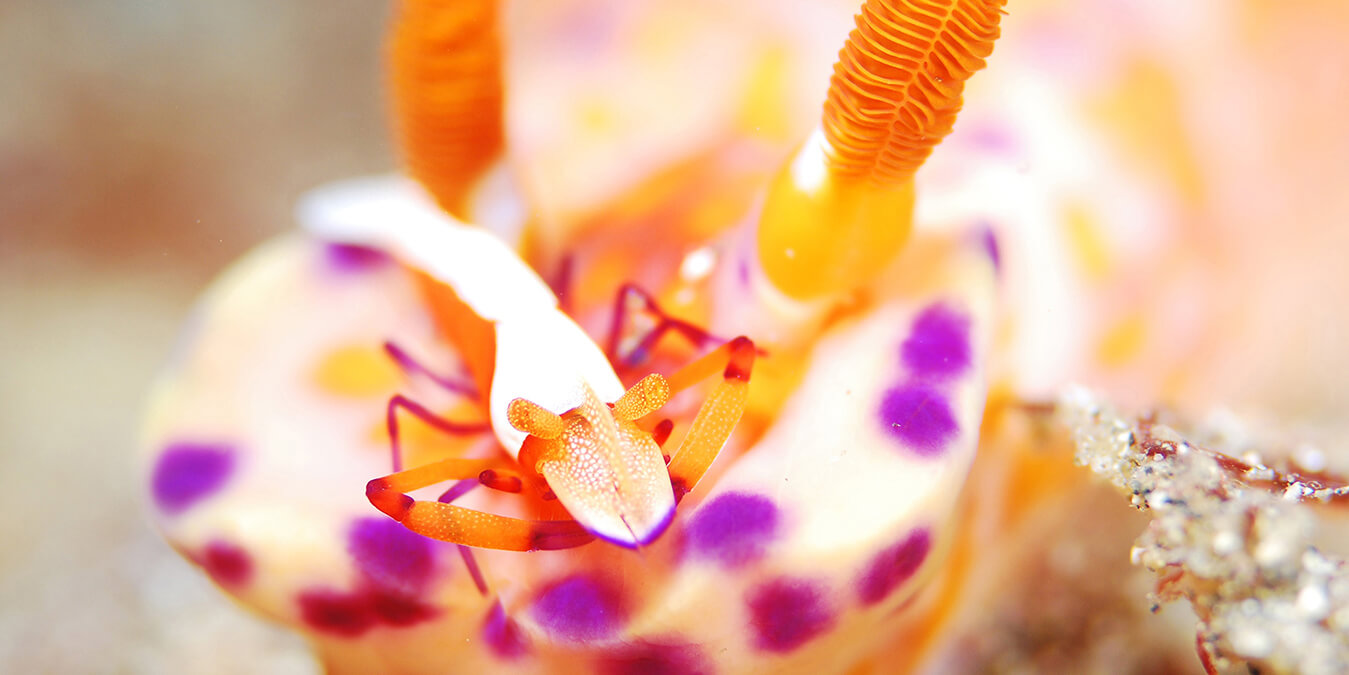 PADIエビ＆カニ・SP