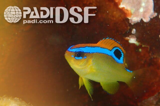 PADIスズメダイ・スペシャルティー