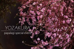 パパラギ 夜桜イベント