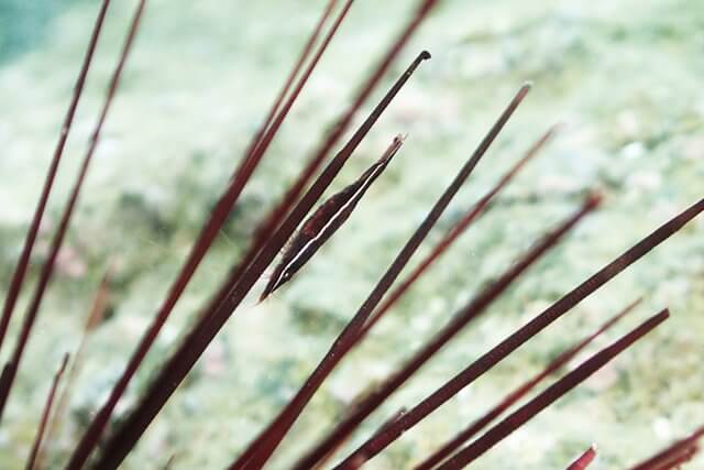 ガンガゼと暮らすガンガゼカクレエビ。