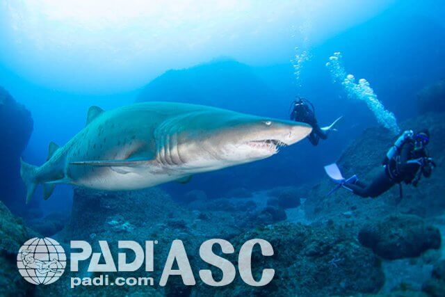 PADI AWAREサメの保護・スペシャルティー