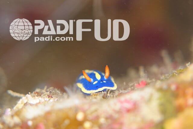 PADI富戸ウミウシダイバー・スペシャルティー