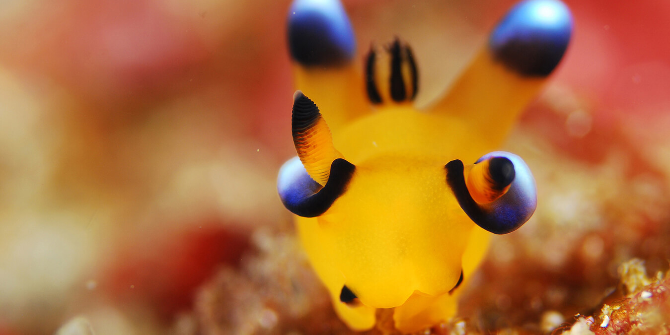 PADIウミウシ関連のいろいろ・SP