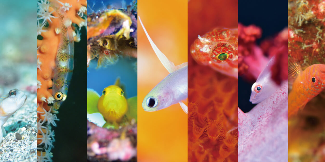 PADI伊豆のハゼ・SP