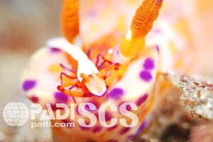 PADIシュリンプ＆クラブ スペシャルティ