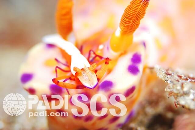 PADIシュリンプ＆クラブ スペシャルティ