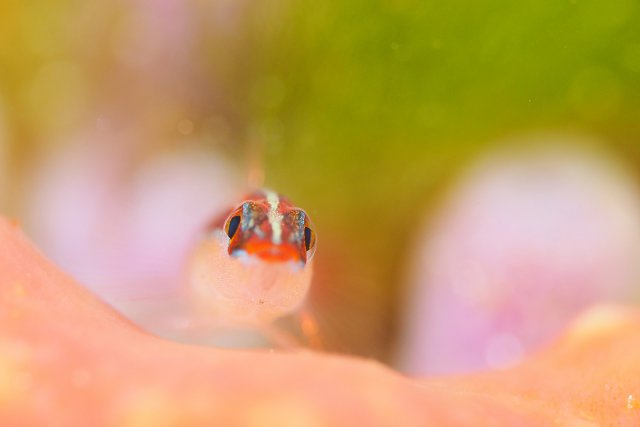 イチモンジハゼ